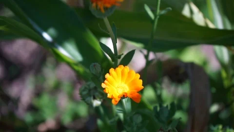 Panning from orange blossom to a corn cob Stock Footage 115476043