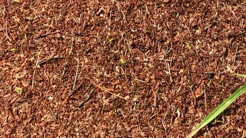 Panning over the ant colony surface covered with ants Stock Footage 71815390
