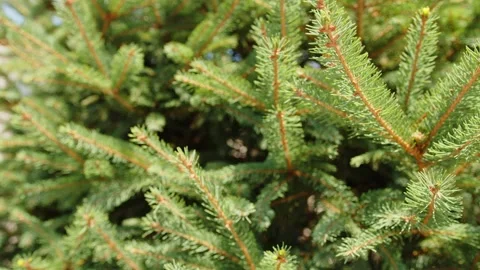 Panning over the branches of a pine tree Stock Footage 201110250