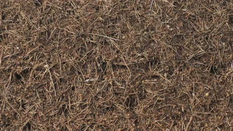 Panning over Busy Anthill full of Ants, Top View Vídeos de archivo 220854490