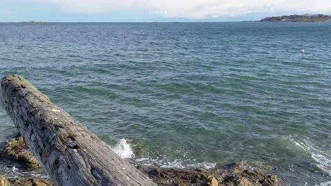 Panning over driftwood log at Willow's Beach Vídeo Stock 190814346