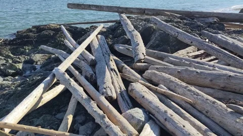 Panning over driftwood at Willow's Beach Vídeo Stock 190813934