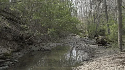 Panning over a Drying Creek in a Still Autumn Forest Vídeo Stock 229748479