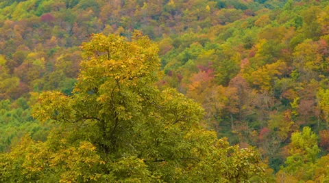 Panning Over Fall Colored Forest and Ending on a Golden Leaf Colored Tree Stock Footage 32374668