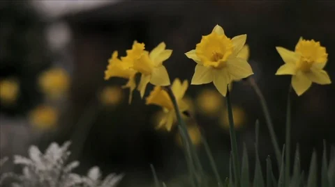 Panning over a field of daffodils, focus on foreground. Stock Footage 88438264