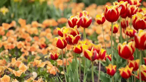 Panning over field of tulips Video stock 24693045