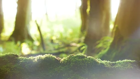 Panning over a forest floor Video stock gratuito 80080479