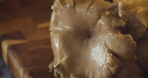 Panning Over a Fresh Mushroom Stock Footage 142849007