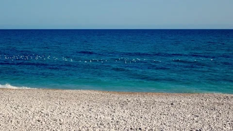 Panning over a large group of seagulls resting in the Mediterranean sea 스톡 동영상 170419804