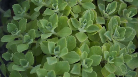 Panning over Leafs - Green Leafs of Boldo Stock-Footage 154099830
