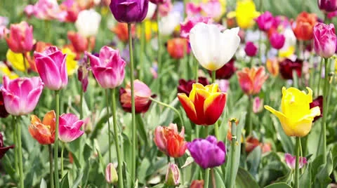 Panning over many tulips Stock Footage 24598954
