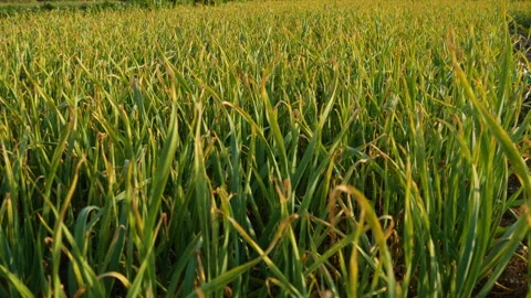 Panning over matured garlic plant field agricultural farming Stock Footage 285698197