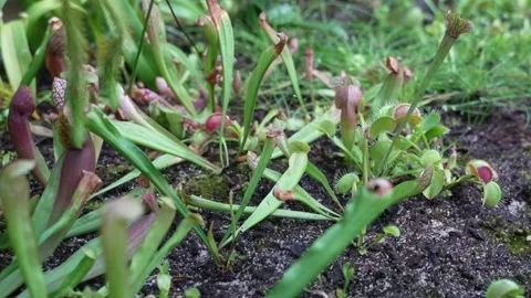 Panning over a patch of Venus flytraps 스톡 동영상 220065272