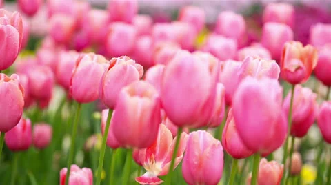 Panning over pink tulips Stock Footage 24692563