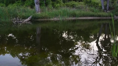 Panning over a pond Video stock 79664277
