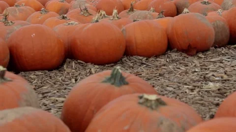 Panning over the pumpkin patch 스톡 동영상 43096415