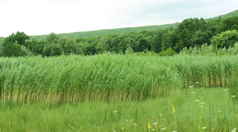 Panning over reed landscape Stock Footage 56370825