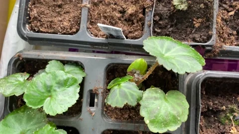 Panning over seedlings growing in seed trays Stock Footage 237328060