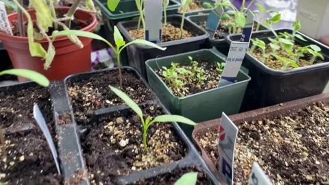 Panning over seedlings growing in seed trays Stock Footage 237328186