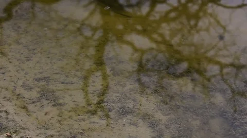 Panning over a small pond in the evening Video stock 79664083