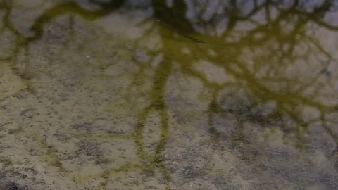Panning over a small pond Video stock 79664124