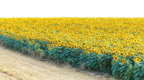 Panning over Sunflower field Video stock 58359446