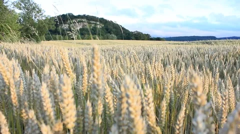 Panning over top of corn field Stock Footage 53253589