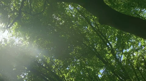 Panning Over the Trees Crowns Stock Footage 65403523