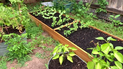 Panning over vegetable plants in garden raised bed an metal troughs Stock Footage 146756645