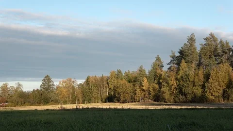 Panning over wheat field after a harvest, late summer. The field in the forest Stock Footage 120337335