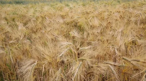 Panning over wheat field Video stock 43502837