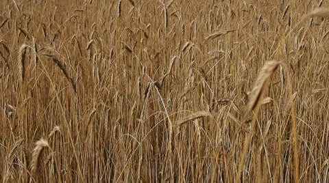 Panning over wheat field in summer. Stock Footage 32328296