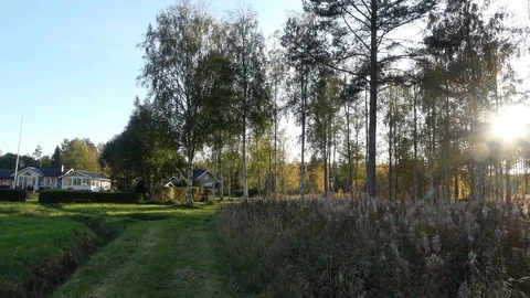 Panning over white birch trees in the summer forest. Birch tree forest Stock Footage 120337218