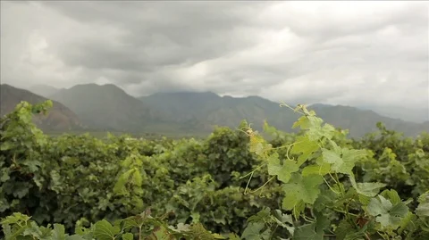 Panning over a winery and cloudy skies. Stock Footage 88343071