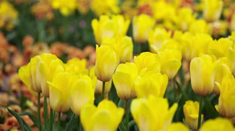 Panning over yellow tulips in field Stock Footage 24693886