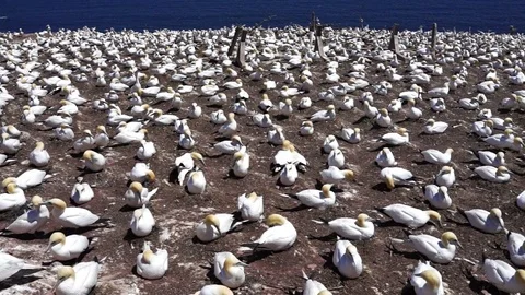 Panning overlook of white gannet bird colony nesting on cliff, flying, walking Stock Footage 80166341