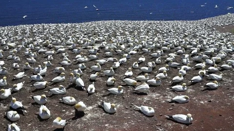 Panning overlook of white gannet bird colony nesting on cliff, flying, walking Stock Footage 80286649
