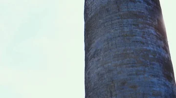 Panning palm trees 스톡 동영상 85490084