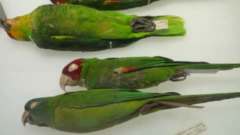 Panning of parrot specimens Stock Footage 153779237
