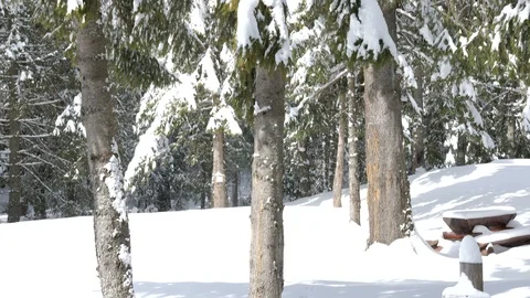 Panning up on pine tree full with snow Stock Footage 87799456