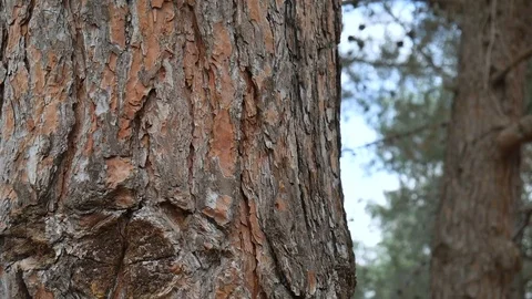 Panning up a pine tree trunk, close up 스톡 동영상 73365605