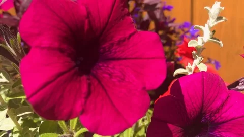 Panning Pink Flowers Stock Footage 100561719