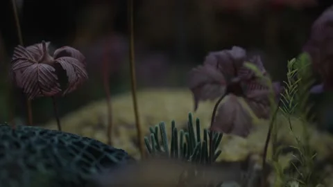Panning prehistoric plants Stock Footage 165707644