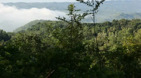 Panning the rainforest from top point Stock Footage 22292505