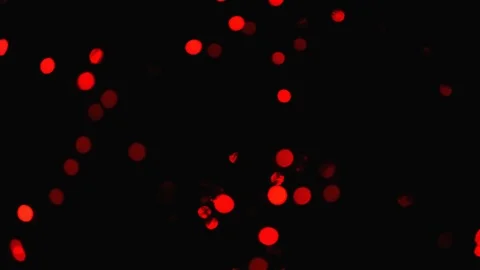 Panning . Red bulbs.  Bokeh 動画素材 85483246