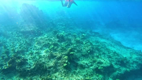 Panning the reef of the Sunset House Reef in the Cayman Islands. Stock Footage 237139719