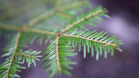 Panning Relaxing Pristine nature scene of Spruce needles. Video stock 236305024