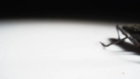 Panning reveal of macro pine beetle insect Stock Footage 134586570