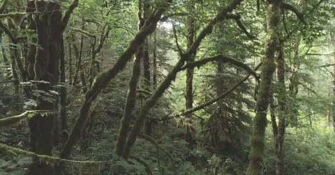 Panning Reveal Of Moss Covered Temperate Rain Forest Stock Footage 80042689