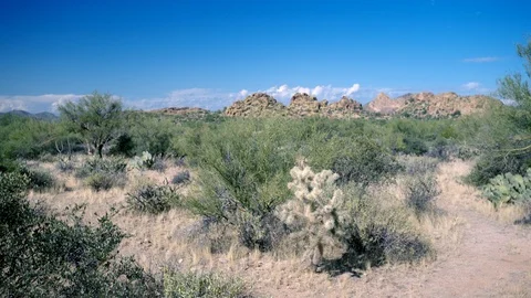 Panning right along cactus in The Superstition Wilderness Stock Footage 119893827